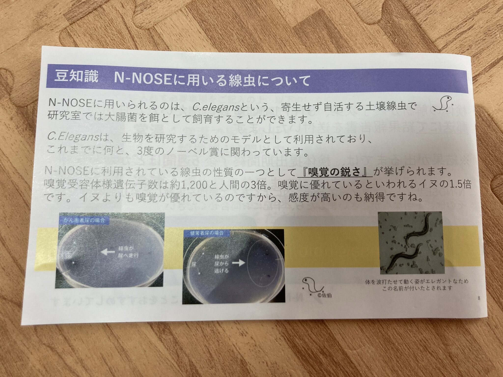 昆虫は癌を発見できるのでしょうか？テストが始まりました！